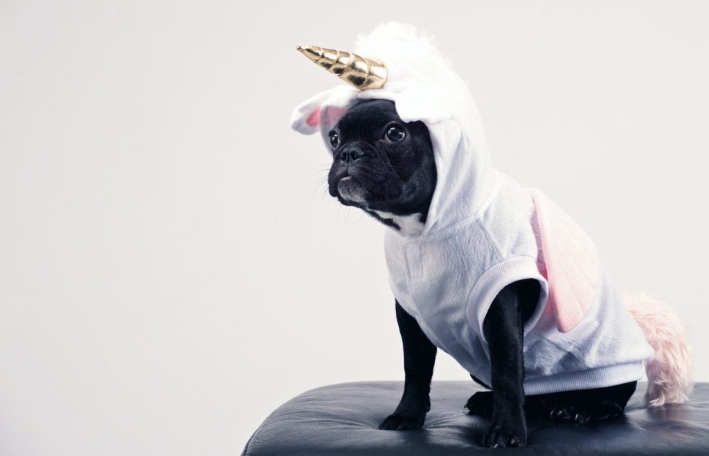 Déguiser son animal pour Halloween : une mauvaise idée ?