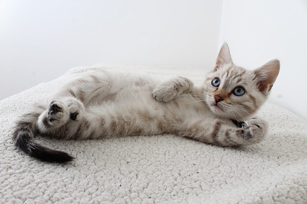 Quel régime alimentaire pour son chat ?