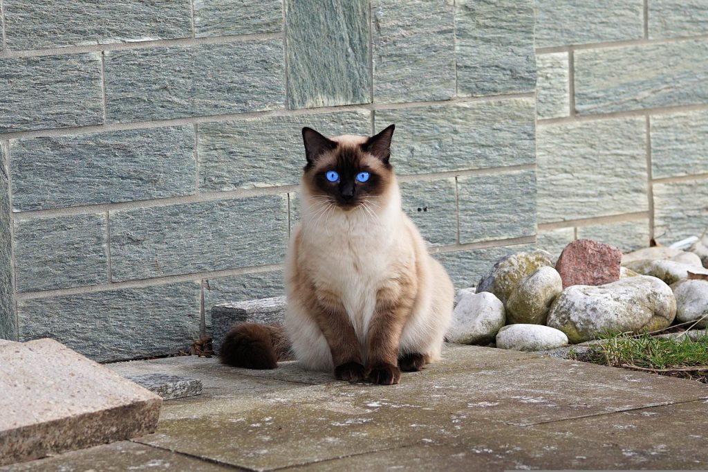 Comment reconnaître un chat siamois ?