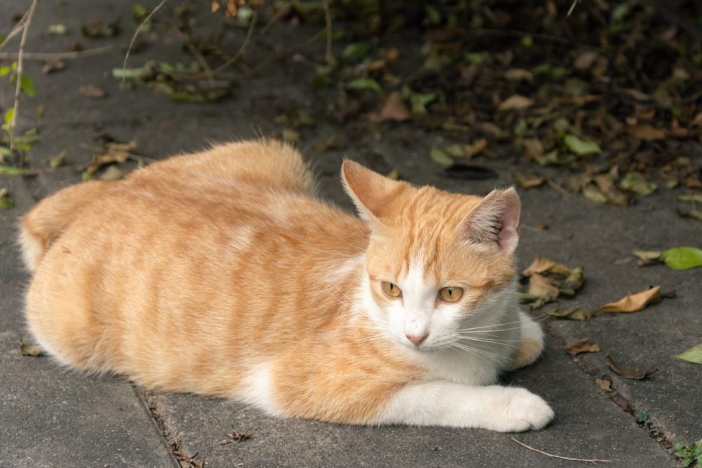 Comprendre le comportement de votre chat Norvégien : pourquoi préfère-t-il boire au robinet