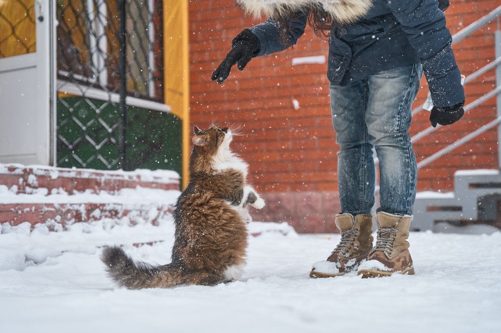 Le chat Norvégien : histoire – traits distinctifs et particularités de la race.