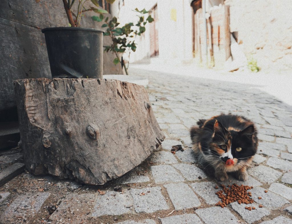 Quelles sont les meilleures croquettes pour un chat Norvégien