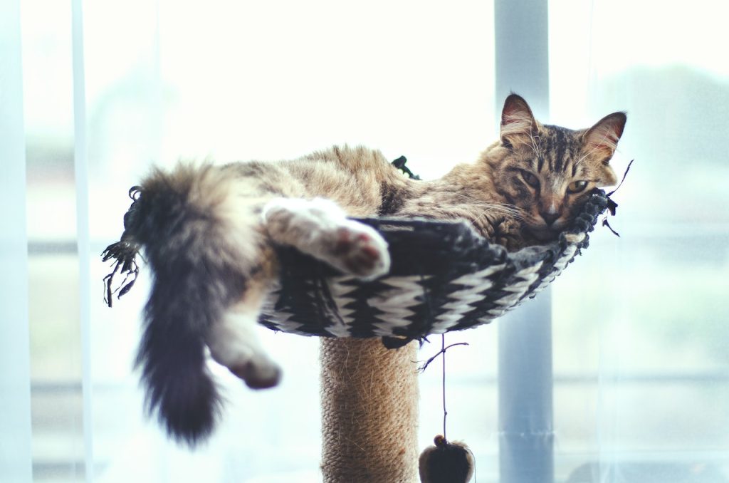 Quel arbre à chat choisir pour un chat Norvégien