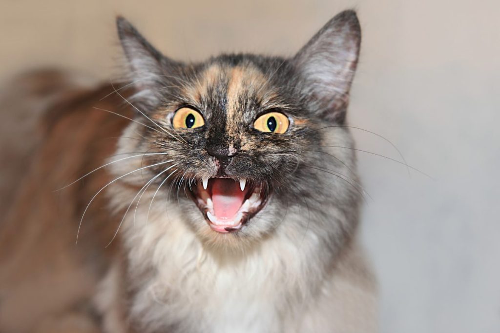 Signes précurseurs du feulement chez les chats : Ce qu’il faut observer