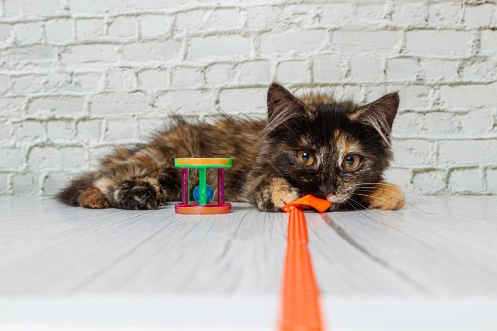 Mon chat ne joue pas avec ses jouets : comment trouver ce qui l’attire ?