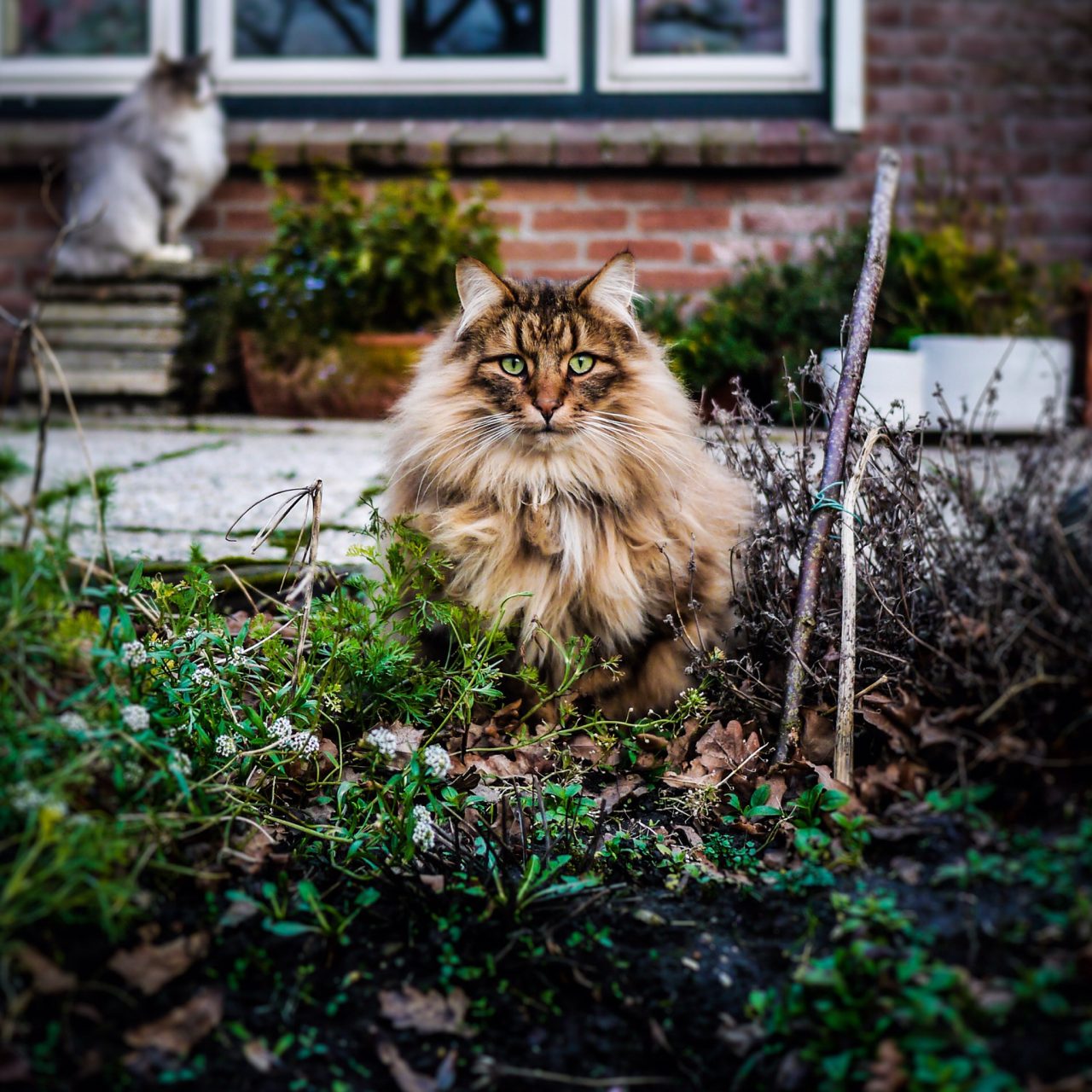 Chat norvégien se reposant sur un arbre à chat dans un salon d’appartement.