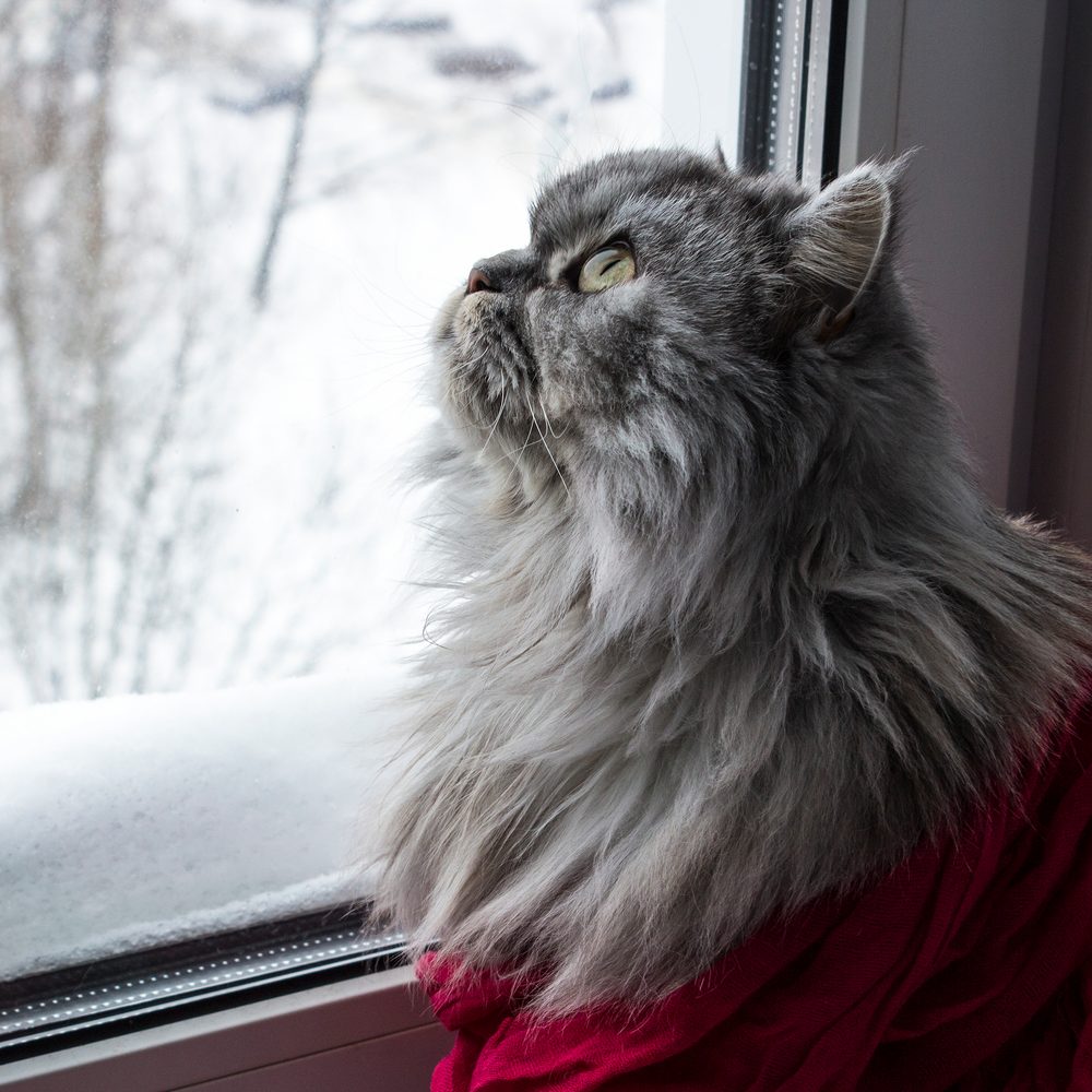 Chat des forêts norvégiennes installé près d’une fenêtre pendant l’absence de son propriétaire.