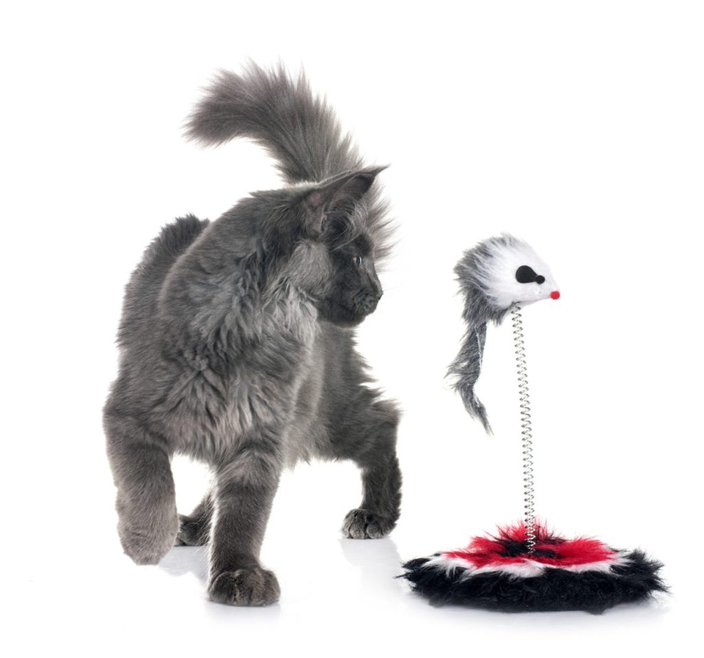 Jouet solide pour chat Norvégien : lesquels résistent vraiment ?