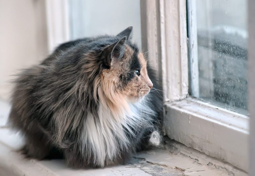 Allergie au chat : le Norvégien est-il un bon choix ?