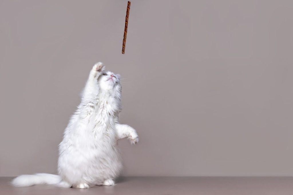 Canne à pêche chat solide : bien la choisir pour un Norvégien