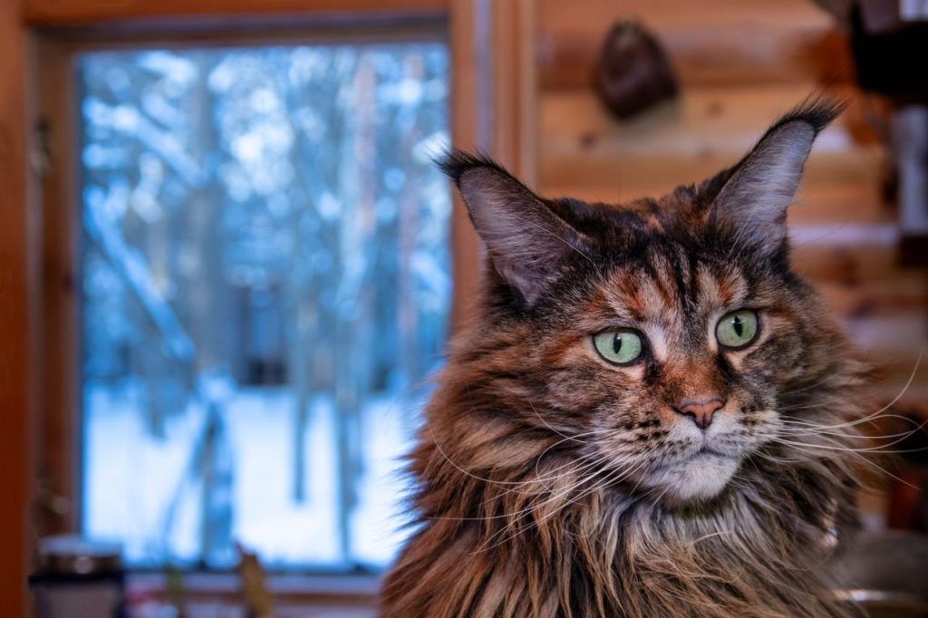 Chat norvégien sans pedigree : reconnaître une offre fiable