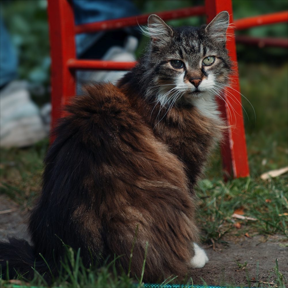 Portrait d’un chat norvégien sans pedigree observant calmement son environnement dans un refuge.