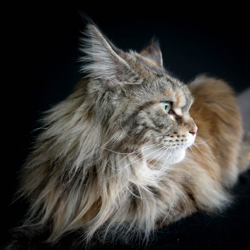 Chat Norvégien examiné par une éleveuse dans un espace d’élevage lumineux.