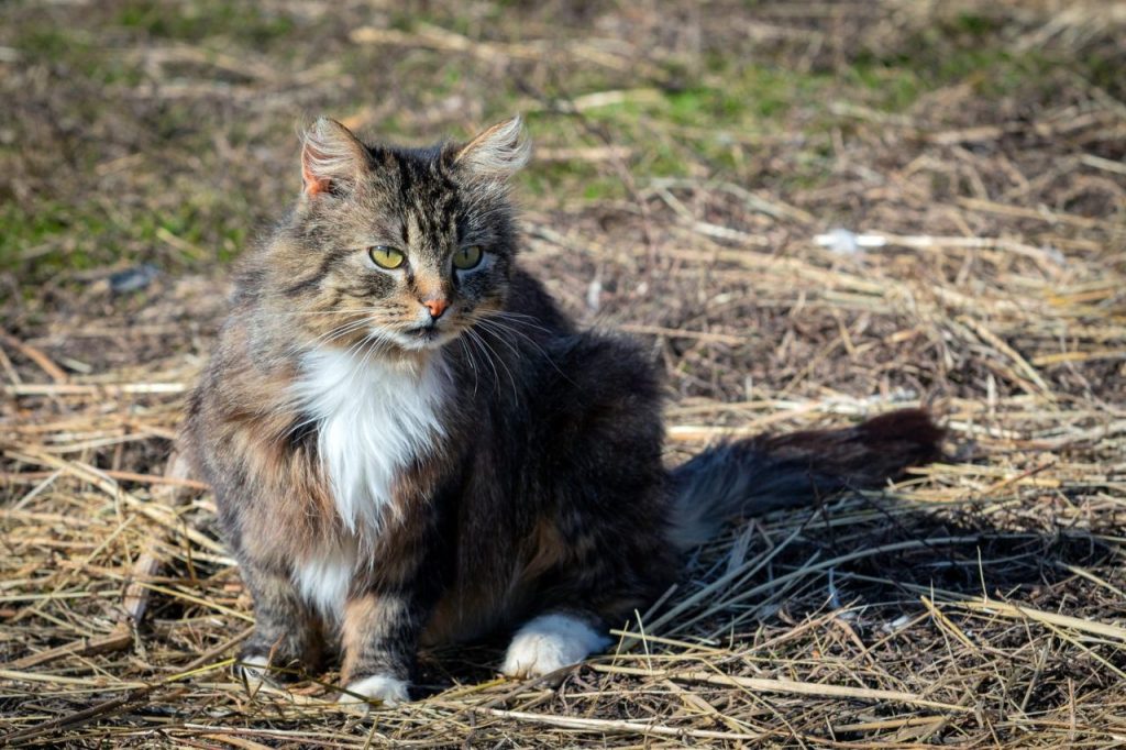 Choisir un élevage de chat Norvégien sans tomber sur une annonce douteuse