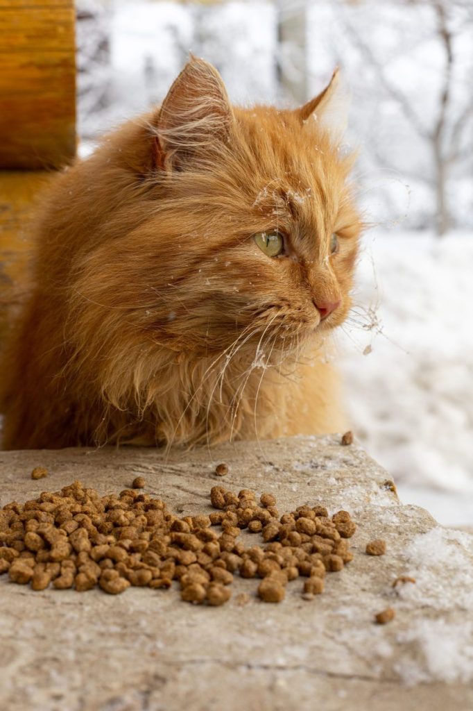 Jouet distributeur de pâtée pour chat : lequel choisir pour un Norvégien ?