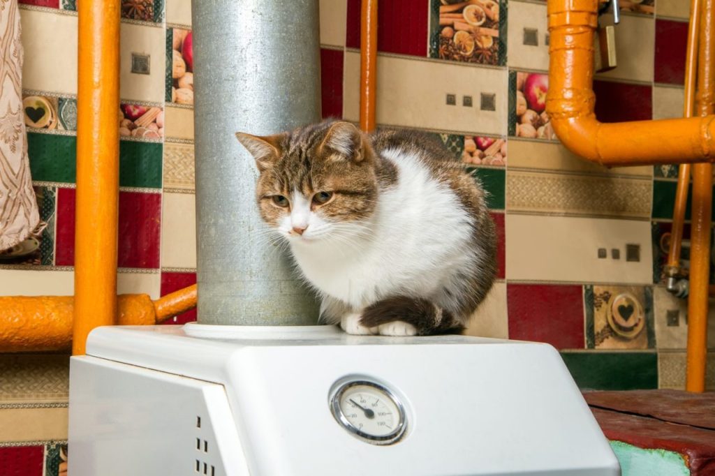 Jouet d’intelligence pour chat débutant : aider un Norvégien à persévérer