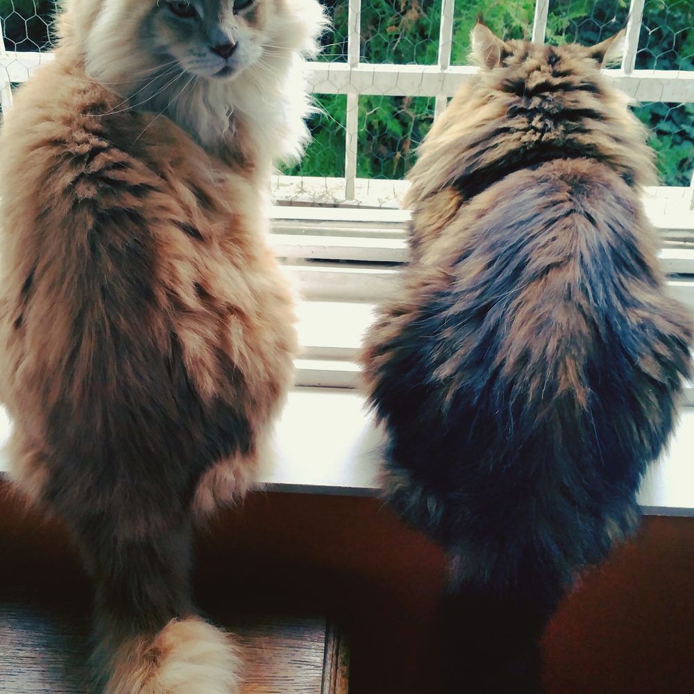 Un grand chat Norvégien concentré devant un puzzle alimentaire posé au sol.