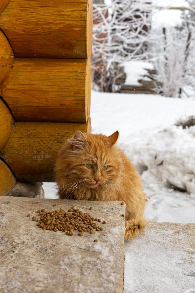 Jouet d’intelligence pour chat difficile : occuper un Norvégien expert