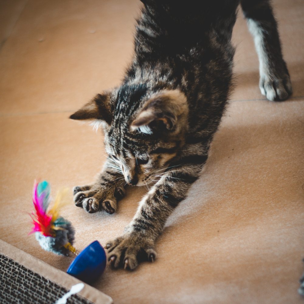 Vieux chat observant et touchant un jouet adapté à ses articulations raides.