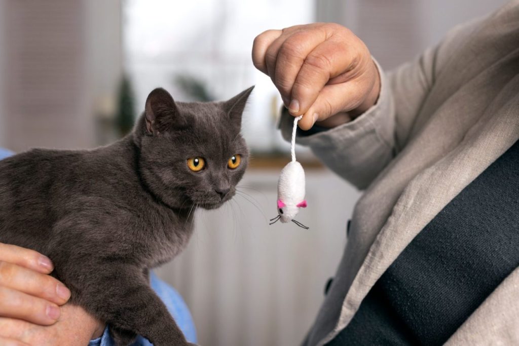 Quel jouet choisir pour un chat senior aux articulations raides ?