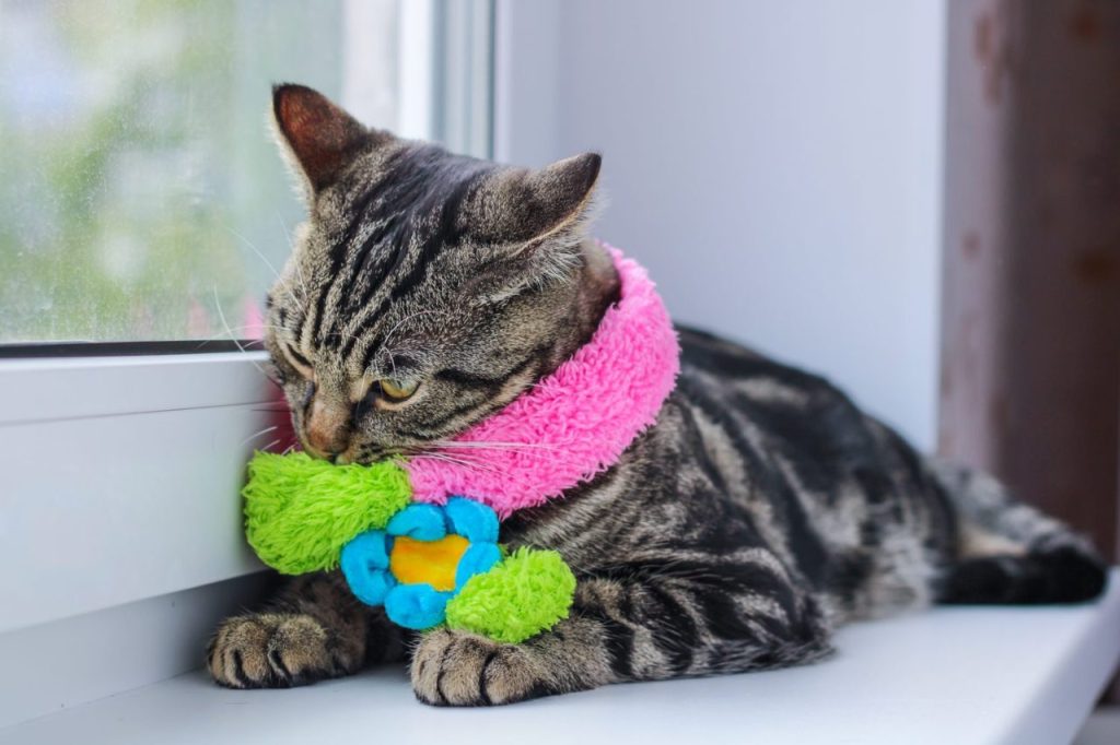 Quel jouet silencieux choisir pour un chat Norvégien en appartement ?