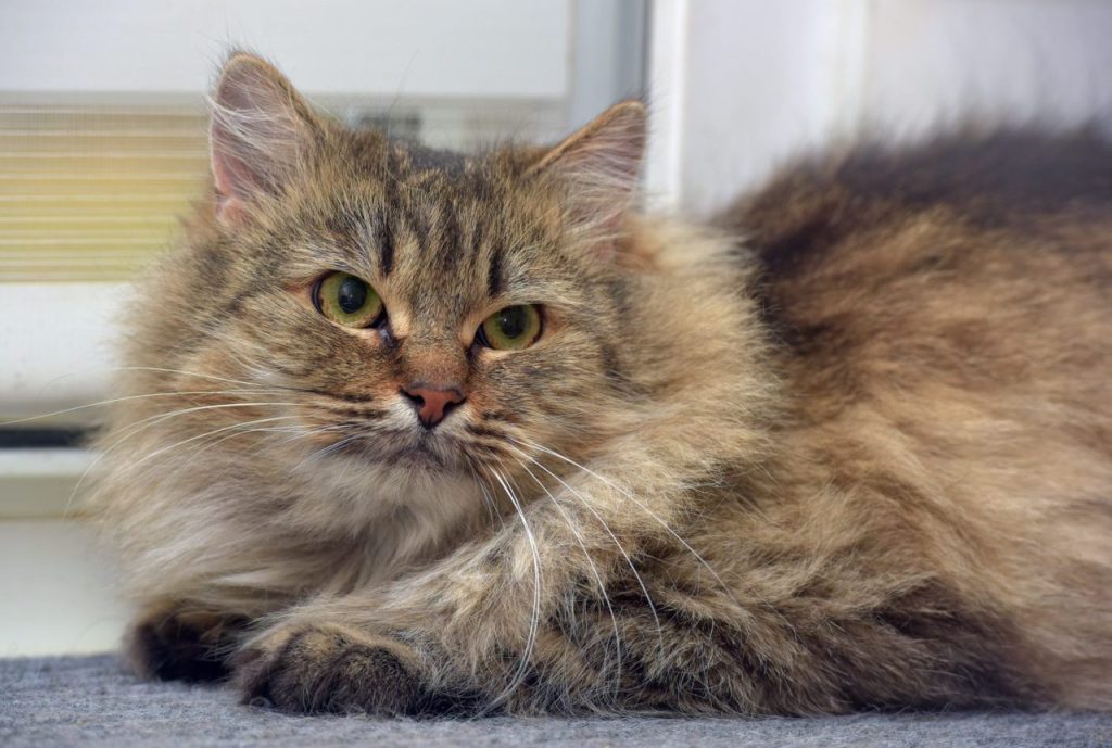 Maine Coon ou Norvégien : lequel correspond à votre quotidien ?