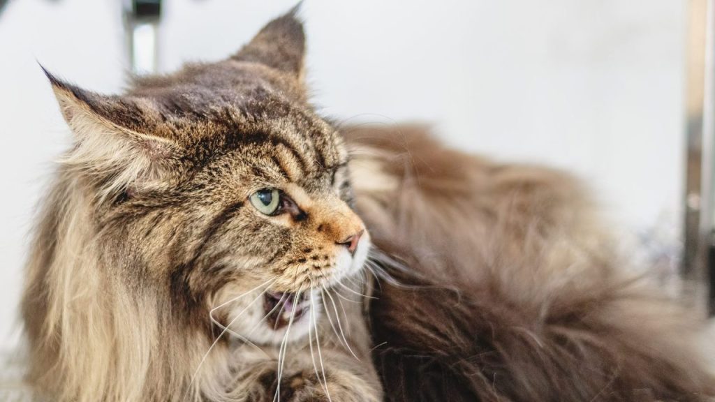 Perte de poils du chat Norvégien : à quoi s’attendre chez soi ?