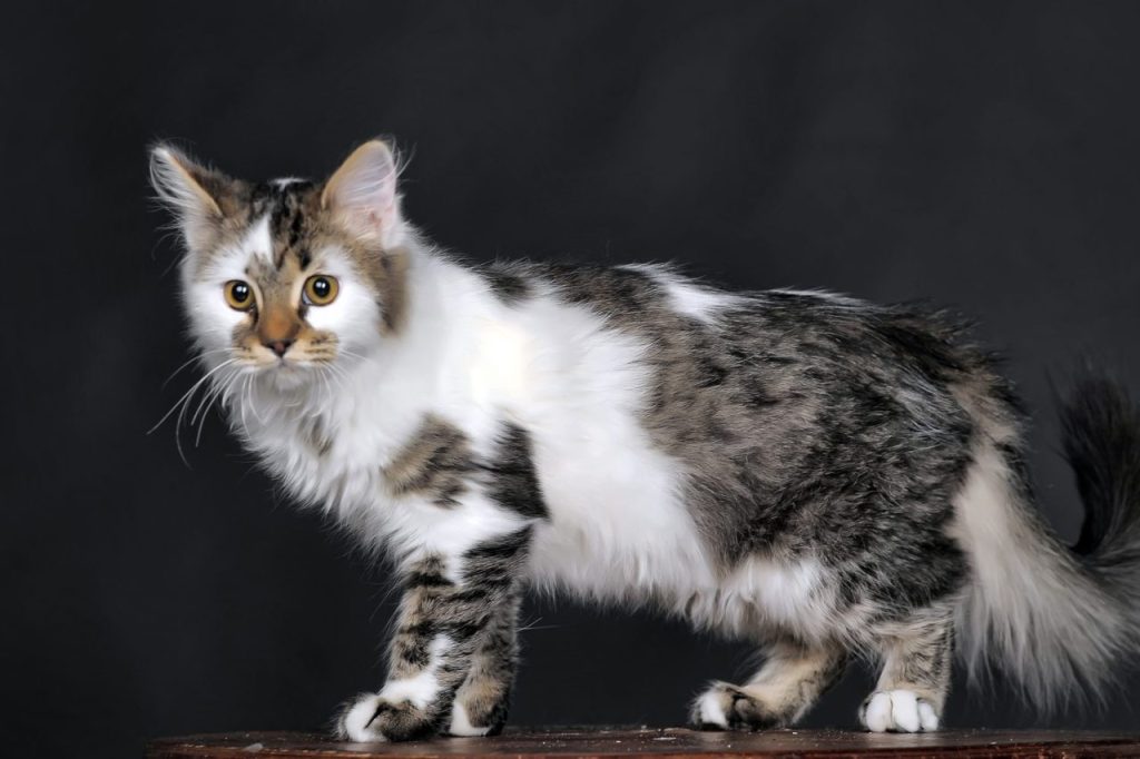 Quel poids et quelle taille pour un chat Norvégien adulte ?