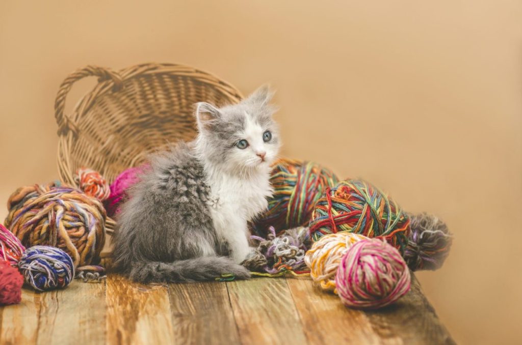 Rotation des jouets : relancer l’intérêt de votre chat Norvégien