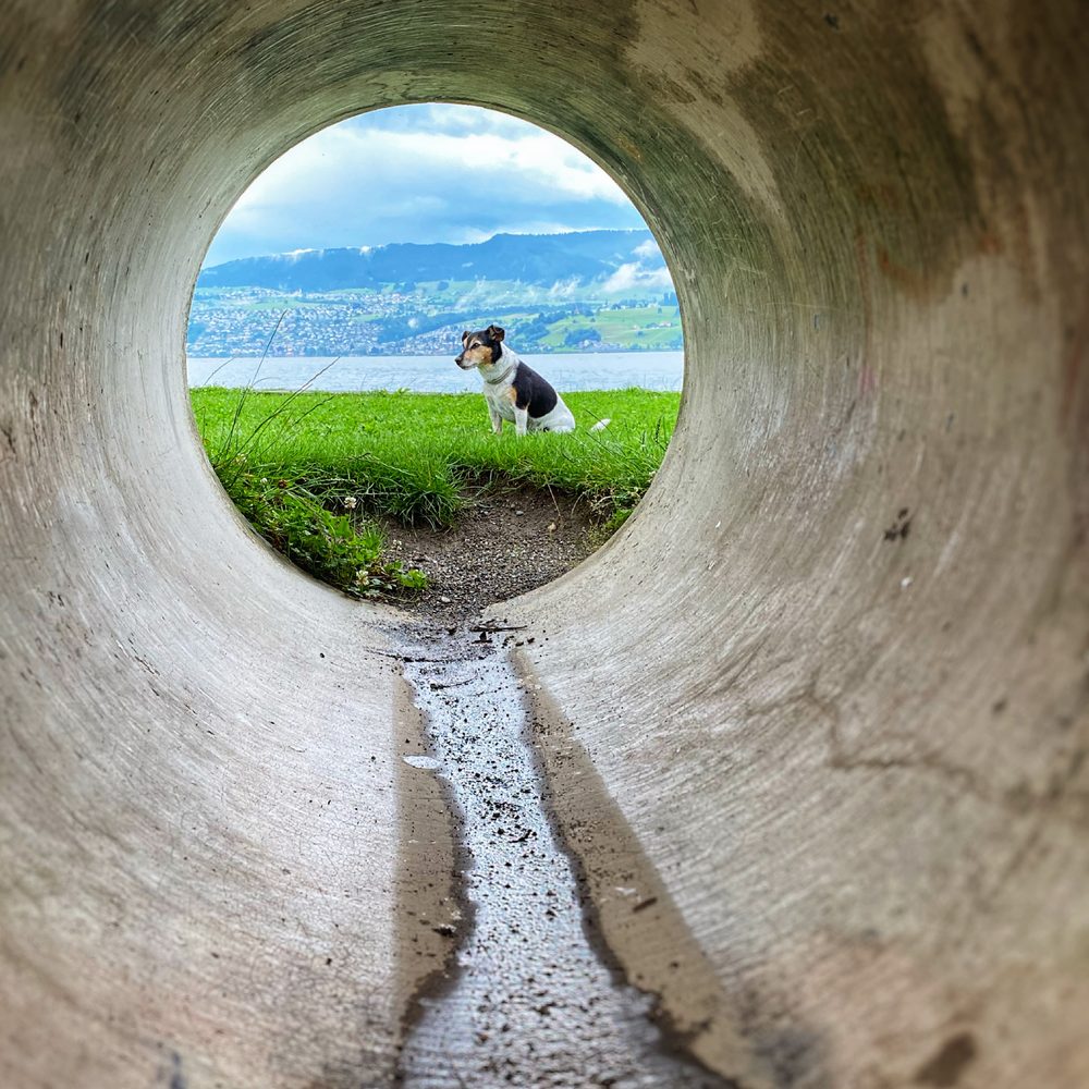Un grand chat Norvégien utilise un tunnel de jeu spacieux dans un intérieur lumineux.