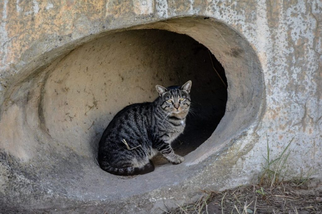 Tunnel pour grand chat : les bonnes dimensions pour un Norvégien adulte