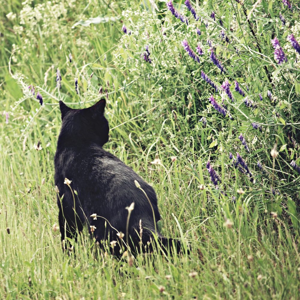 Un Norvégien curieux découvre des alternatives à l’herbe à chat présentées sur une table.