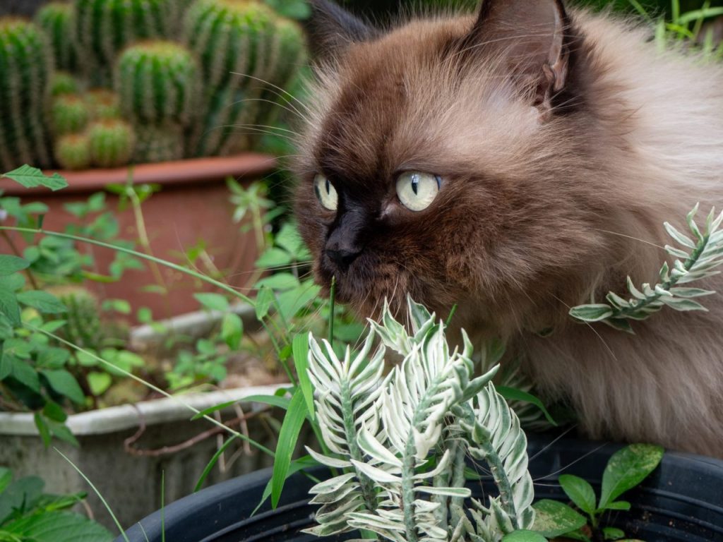 Alternatives à l’herbe à chat : 5 odeurs à tester avec un Norvégien