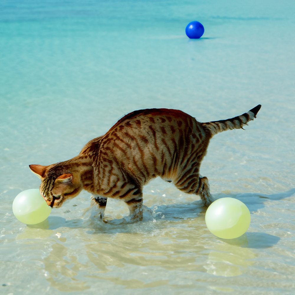 Un chat joue à rapporter une petite balle, prêt à la déposer devant son propriétaire.