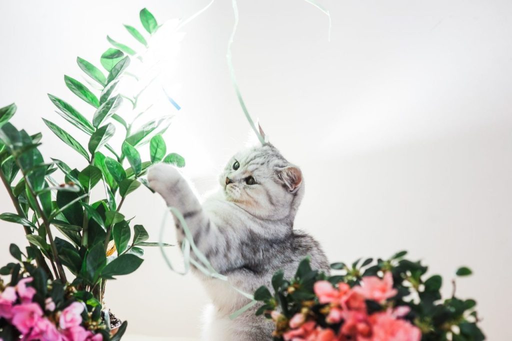 Chat excité par le matatabi : calmer un Norvégien qui mordille