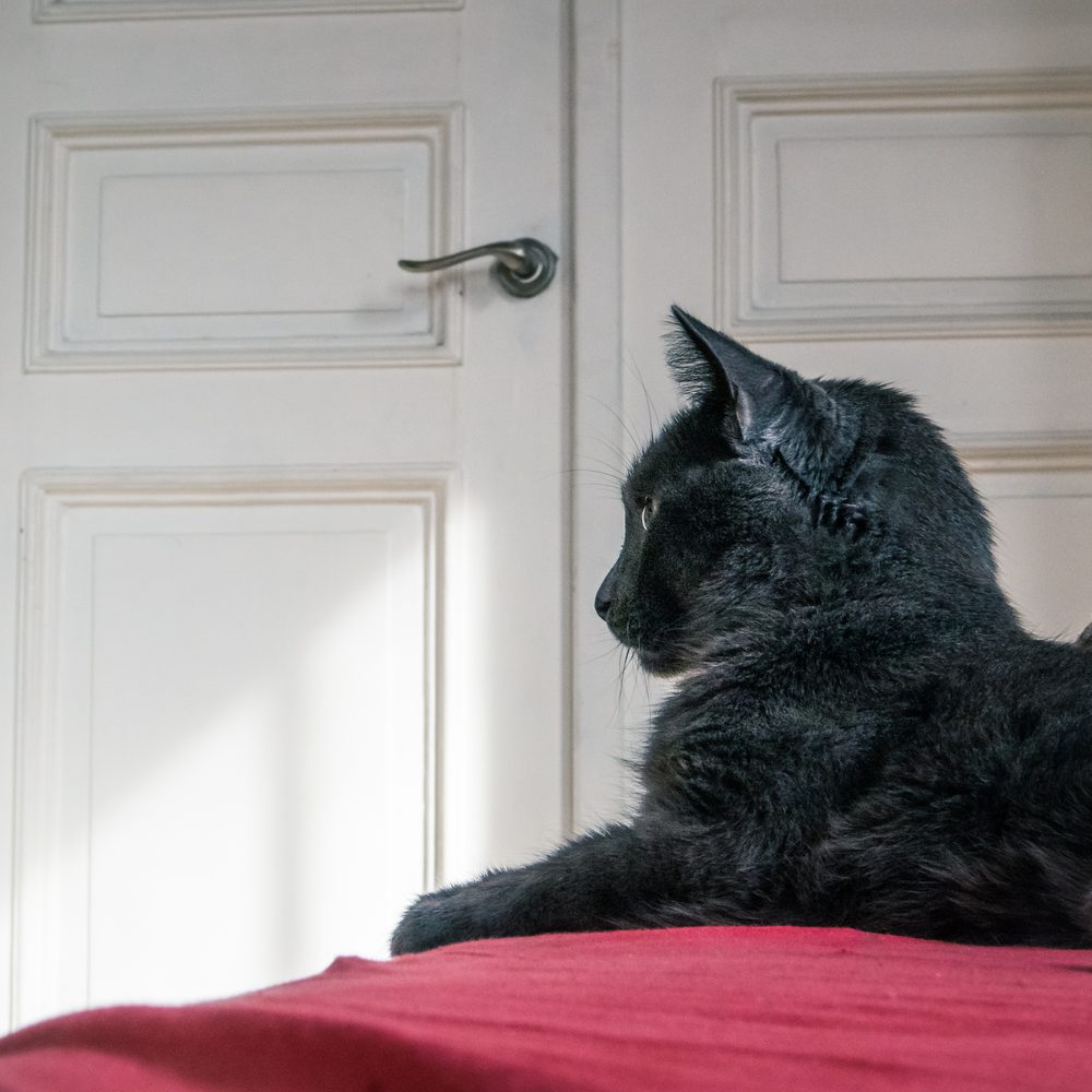 Un chat norvégien attend devant la porte, prêt à s’enfuir.