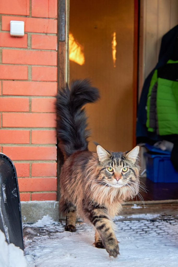 Chat norvégien qui fonce vers la porte : une routine anti-fugue