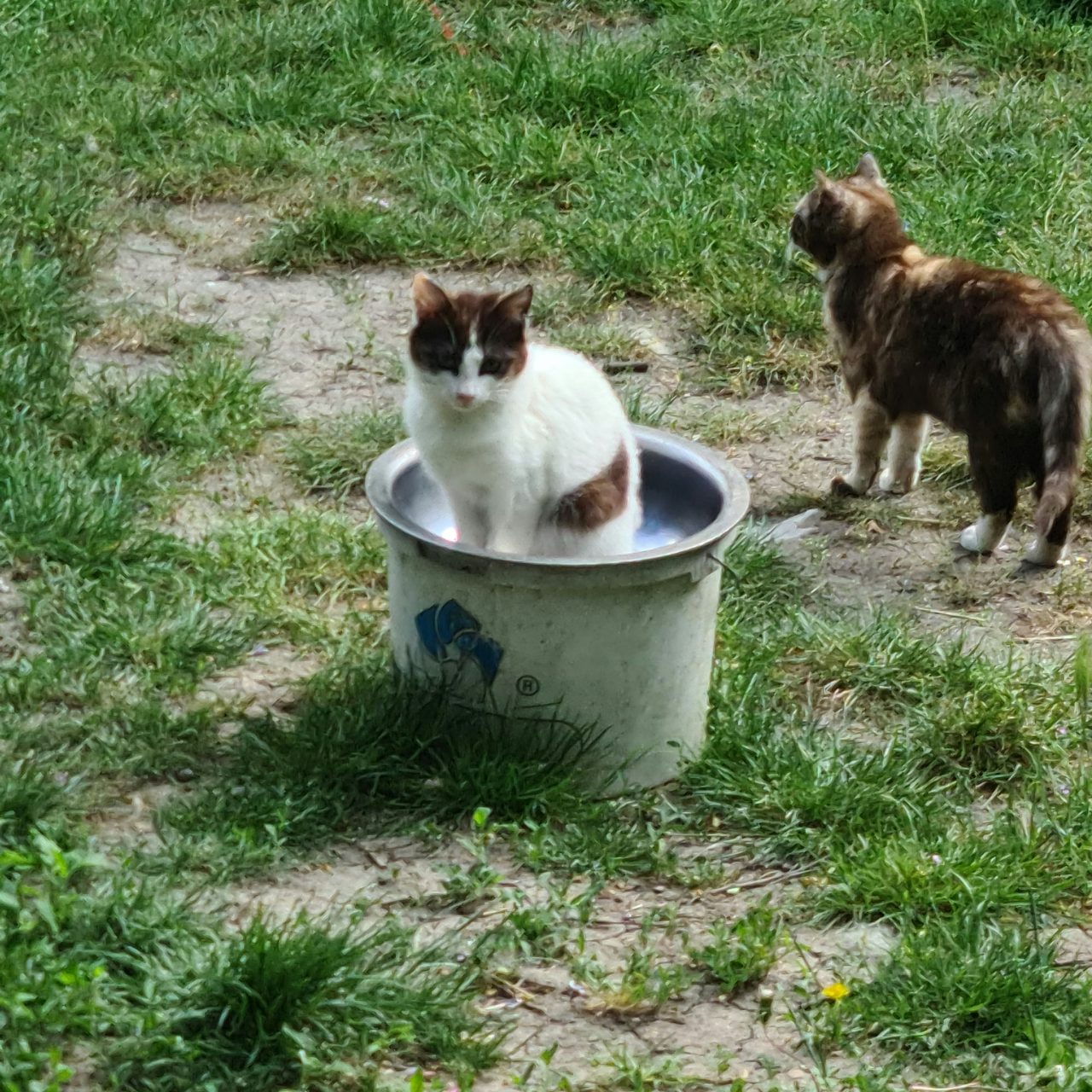 Chat norvégien observant une fontaine à eau installée dans la maison.