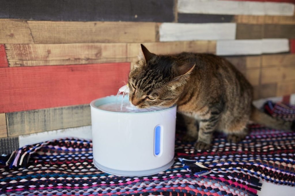 Chat Norvégien ne boit pas : faire accepter l’eau et la fontaine
