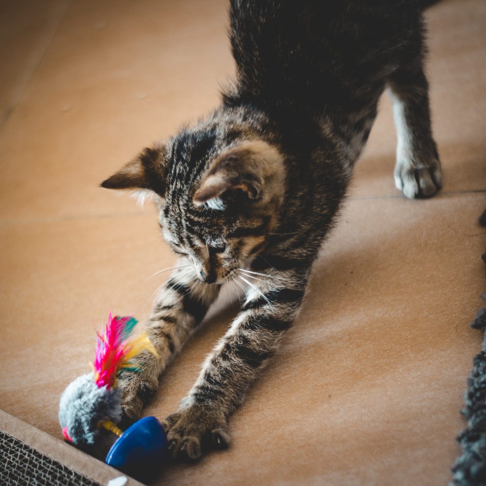 Chat domestique poursuivant un jouet interactif rechargeable près de son socle de charge.
