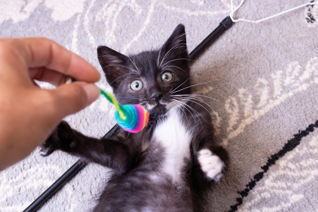 Coût d’un jouet rechargeable pour chat : face aux piles, quel budget ?