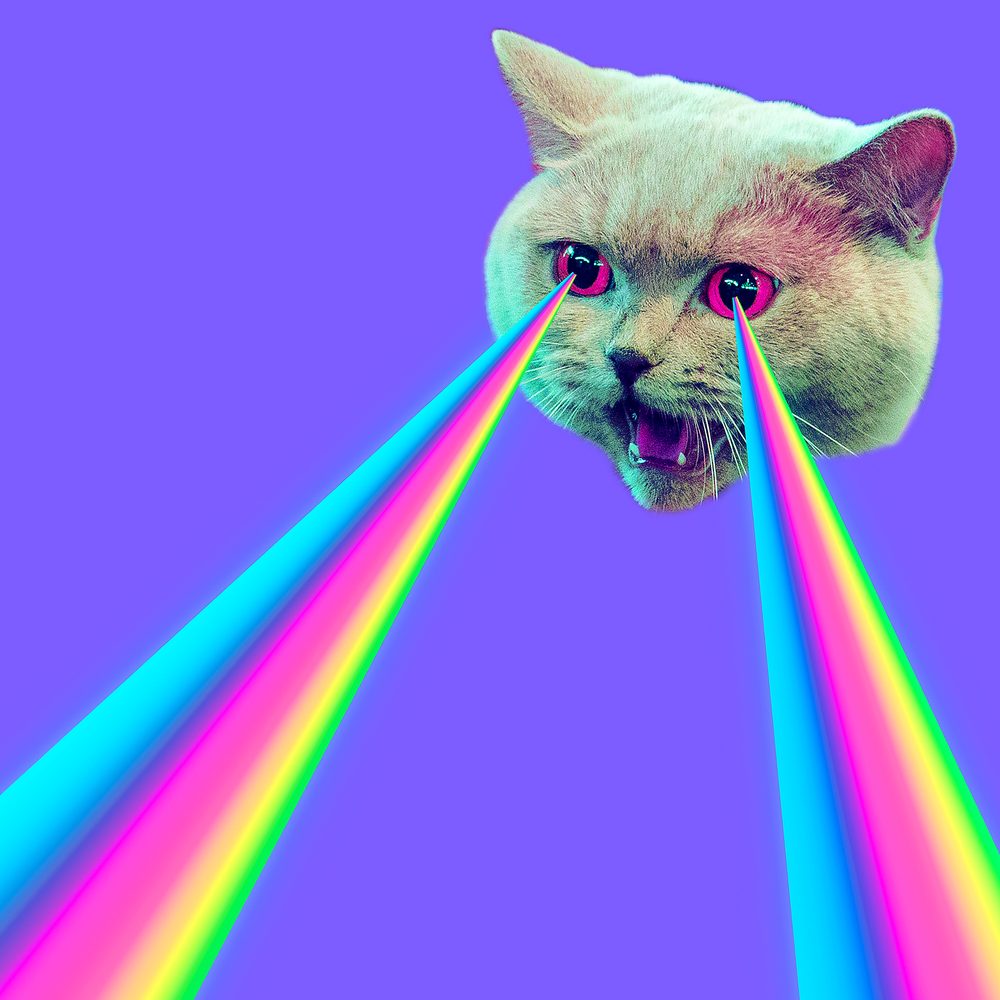 Un Norvégien joue avec un pointeur laser sous la surveillance de son propriétaire.