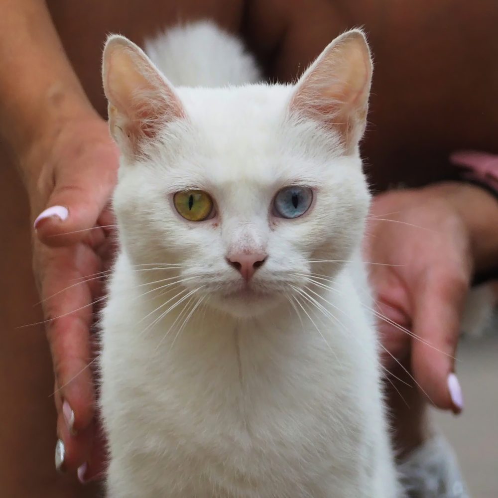 Portrait d’un chat blanc aux yeux bleus lors d’une consultation vétérinaire.