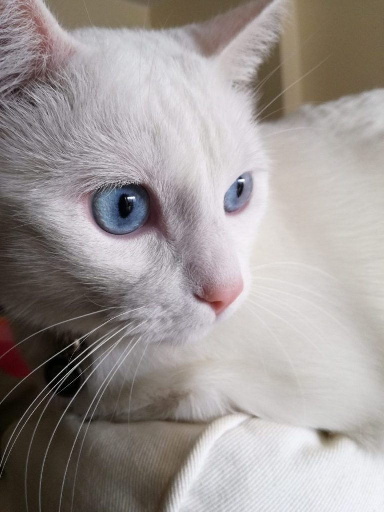 Norvégien blanc aux yeux bleus : quel risque de surdité ?