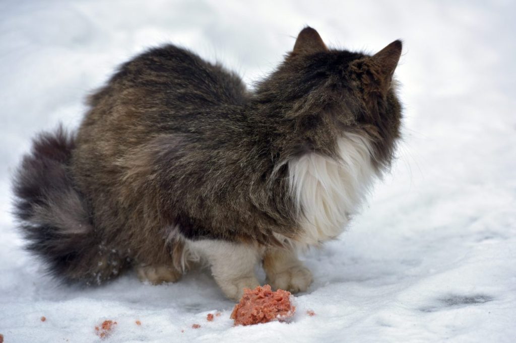 Chat norvégien stérilisé mangeant une portion mesurée dans sa gamelle.