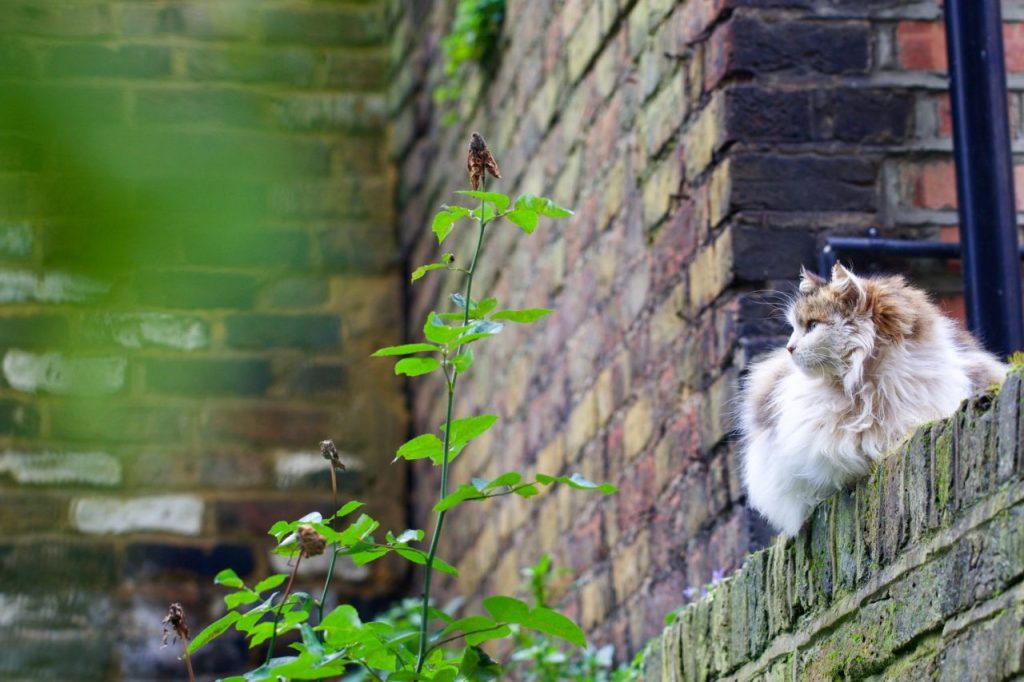 Sécuriser le jardin d’un chat Norvégien près d’une route