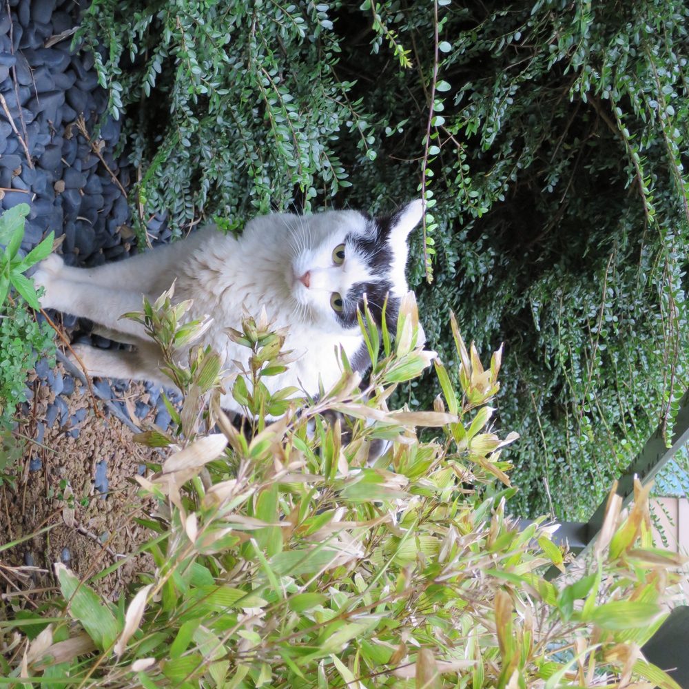 Un chat Norvégien observe l’extérieur depuis un jardin sécurisé par une clôture