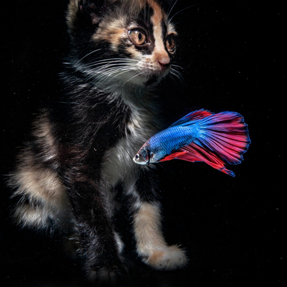 Un chat assis fixe un jouet interactif pour stimuler son instinct de chasse.
