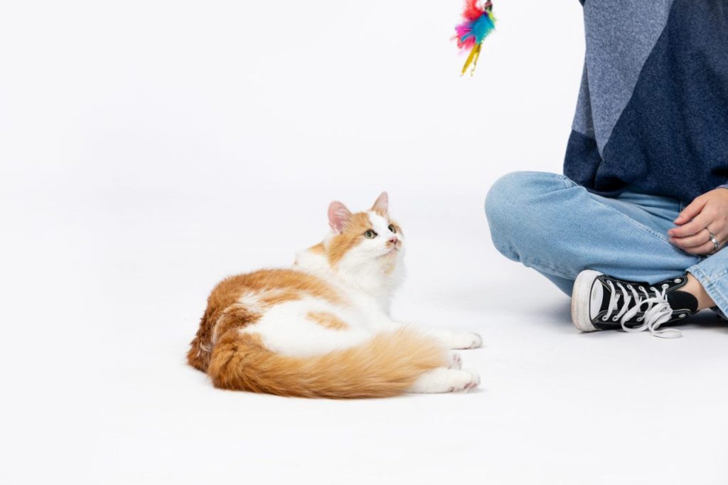 Stimuler l’instinct de chasse du chat qui observe sans attaquer