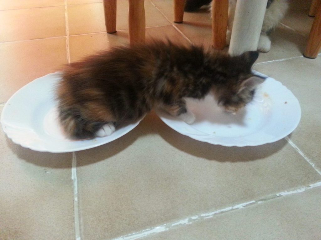 Tapis eau pour chat ou bac peu profond : que choisir pour un Norvégien ?
